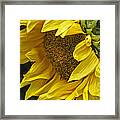 Sunflower Framed Print