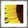 Sunflower Beauty Framed Print