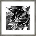 Sunflower Beginning Framed Print