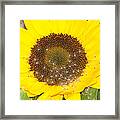 Sunflower Framed Print