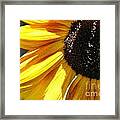 Sunflower Framed Print