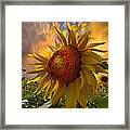 Sunflower Dawn Framed Print