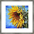 Sunflower Fantasy Framed Print