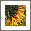Sunflower Farm 1 Framed Print