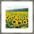 Sunflower Field Framed Print