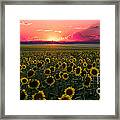 Sunflower Fields Forever Framed Print