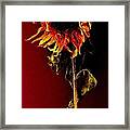 Sunflower Framed Print