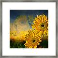 Sunflower Garden Framed Print