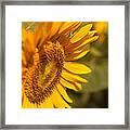 Sun Flower Garden Framed Print