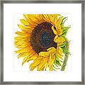 Sunflower - Helianthus Annuus Framed Print