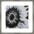 Sunflower Framed Print