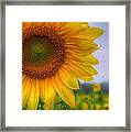 Sunflower Framed Print