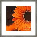 Sunflower Mystique Framed Print