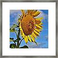 Sunflower Nirvana 20 Framed Print