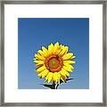 Sunflower Nirvana 46 Framed Print