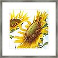 Sunflower Perspective Framed Print