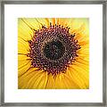 Sunflower Profile Framed Print