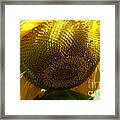 Sunflower Seed Head Macro Framed Print