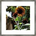 Sunflower V. 'velvet Queen' Framed Print