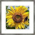 Sunflower With Butterfly Framed Print