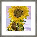 Sunflower With Colorful Evening Sky Framed Print