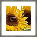 Sunflowers And Bees Framed Print