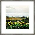 Sunflowers Enjoying The View #pa Framed Print