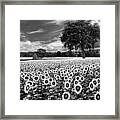 Sunflowers In Black And White Framed Print