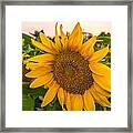 Sunflowers Framed Print