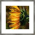 Sunflowers Framed Print