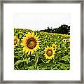 Sunflowers On A Hill Framed Print