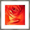 Sunkissed Orange Rose 10 Framed Print