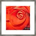 Sunkissed Orange Rose 9 Framed Print