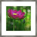 Sunlight On Lotus Flower Framed Print