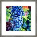 Sunlit Grapes Framed Print
