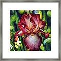 Sunlit Iris Framed Print