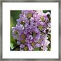 Sunlit Lavender Ruffles Framed Print