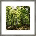 Sunlit Primeval Forest Framed Print