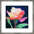 Sunlit Rose Framed Print
