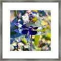 Sunning Dragonfly Framed Print