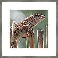 Sunning Lizard Framed Print