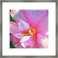Sunny Camellia Framed Print