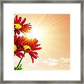 Sunrays Flowers Framed Print