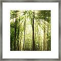 Sunrays Through Treetops Framed Print