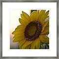 Sunrise Sunflower Framed Print