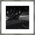 Sunrise Through Old Tree Framed Print