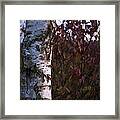 Sunset Farmland Tree Framed Print