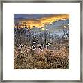 Sunset Geese Framed Print