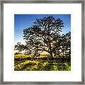 Sunset Oak Framed Print