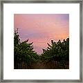 Sunset On Vines Framed Print